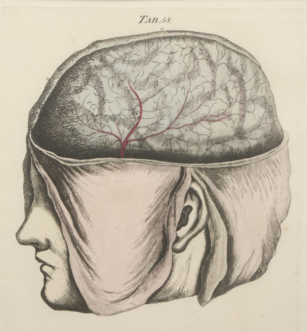 Lot 057 - Antique Late 18th Century Aquatint Anatomical Print, Plate 58, Dissected Head, By A. Fyfe, In Modern Frame, 14-1/4" x 15-1/4"
