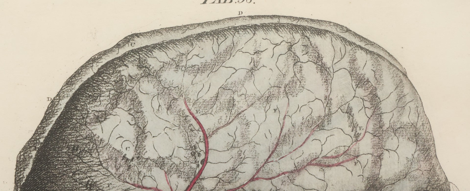 Lot 057 - Antique Late 18th Century Aquatint Anatomical Print, Plate 58, Dissected Head, By A. Fyfe, In Modern Frame, 14-1/4" x 15-1/4"