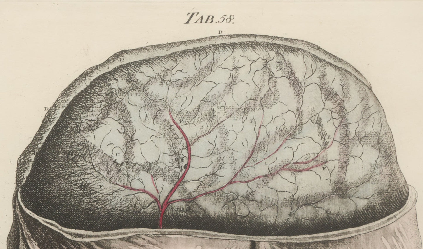 Lot 057 - Antique Late 18th Century Aquatint Anatomical Print, Plate 58, Dissected Head, By A. Fyfe, In Modern Frame, 14-1/4" x 15-1/4"