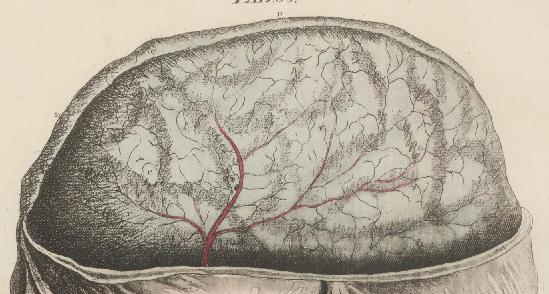 Lot 057 - Antique Late 18th Century Aquatint Anatomical Print, Plate 58, Dissected Head, By A. Fyfe, In Modern Frame, 14-1/4" x 15-1/4"