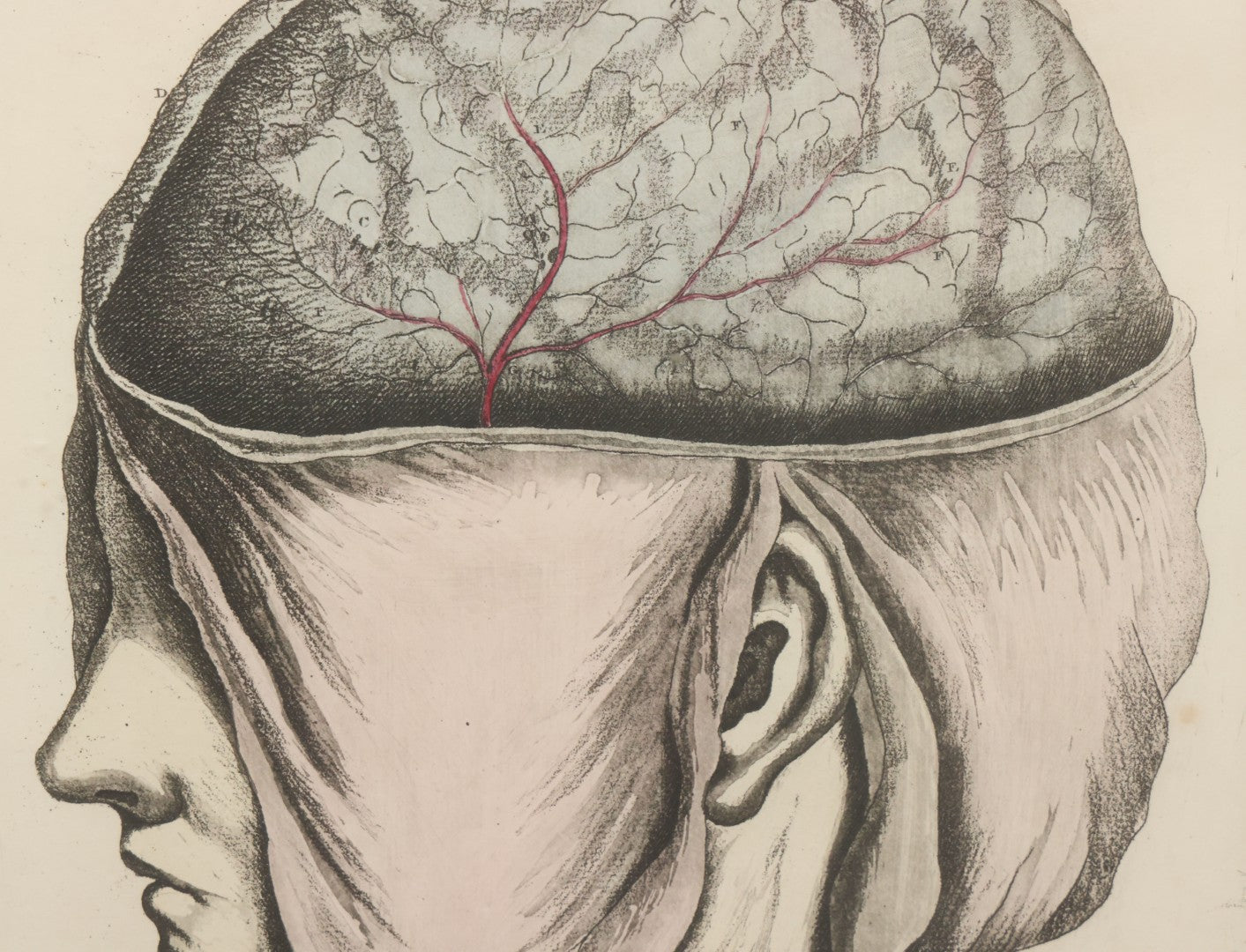 Lot 057 - Antique Late 18th Century Aquatint Anatomical Print, Plate 58, Dissected Head, By A. Fyfe, In Modern Frame, 14-1/4" x 15-1/4"