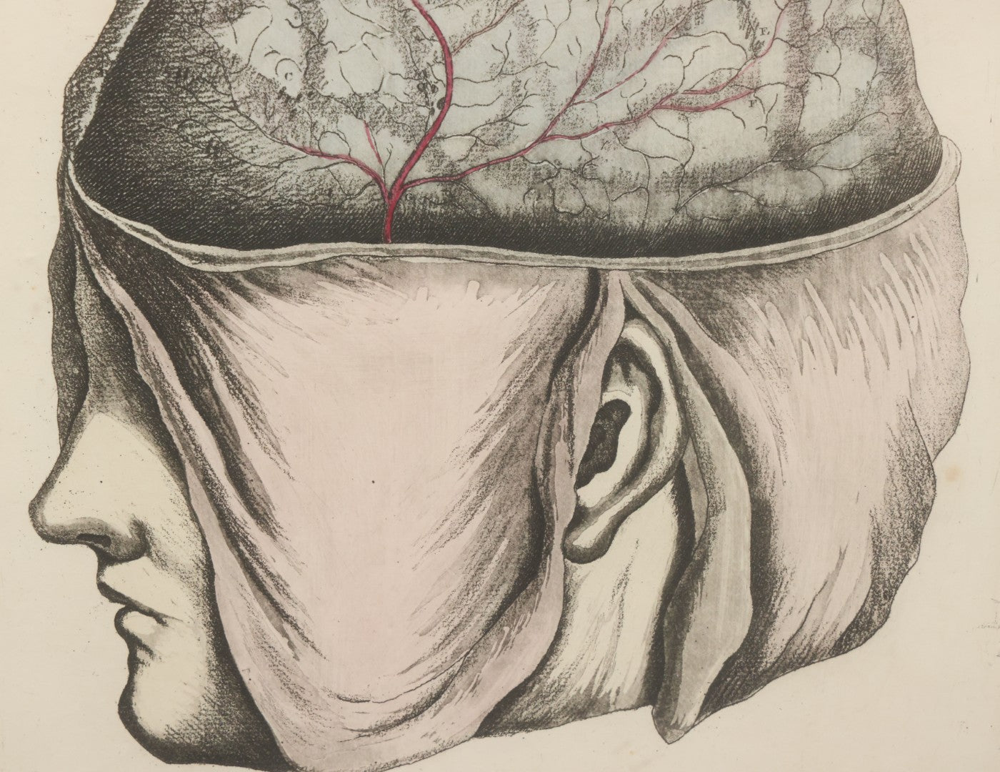 Lot 057 - Antique Late 18th Century Aquatint Anatomical Print, Plate 58, Dissected Head, By A. Fyfe, In Modern Frame, 14-1/4" x 15-1/4"