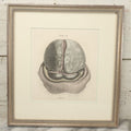 Lot 058 - Antique Late 18th Century Aquatint Anatomical Print, Plate 59, Dissected Head, By A. Fyfe, In Modern Frame, 14-1/4" x 15-1/4"