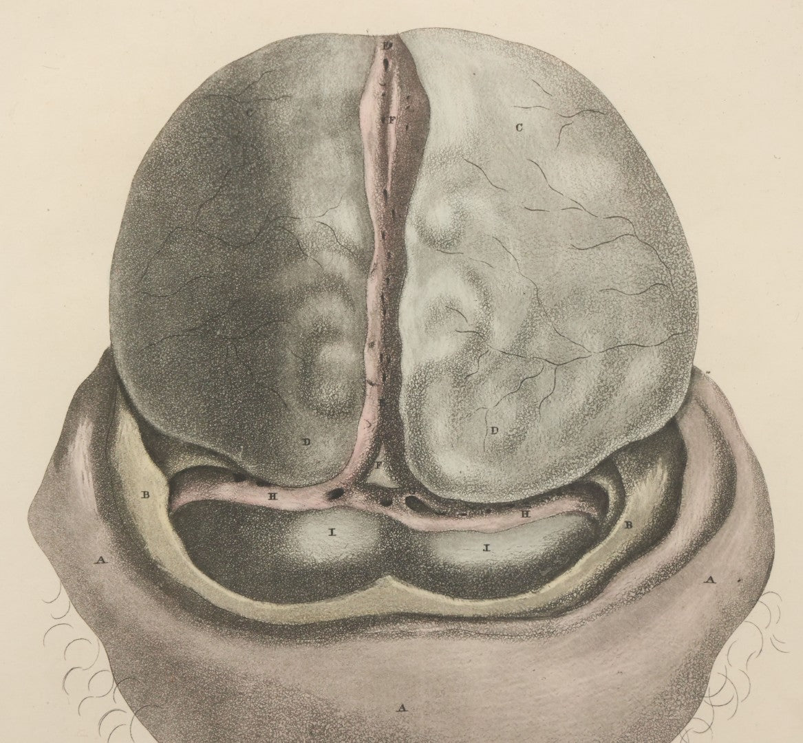 Lot 058 - Antique Late 18th Century Aquatint Anatomical Print, Plate 59, Dissected Head, By A. Fyfe, In Modern Frame, 14-1/4" x 15-1/4"