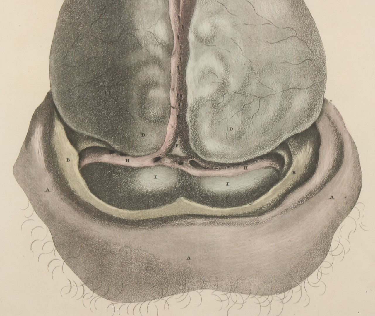 Lot 058 - Antique Late 18th Century Aquatint Anatomical Print, Plate 59, Dissected Head, By A. Fyfe, In Modern Frame, 14-1/4" x 15-1/4"