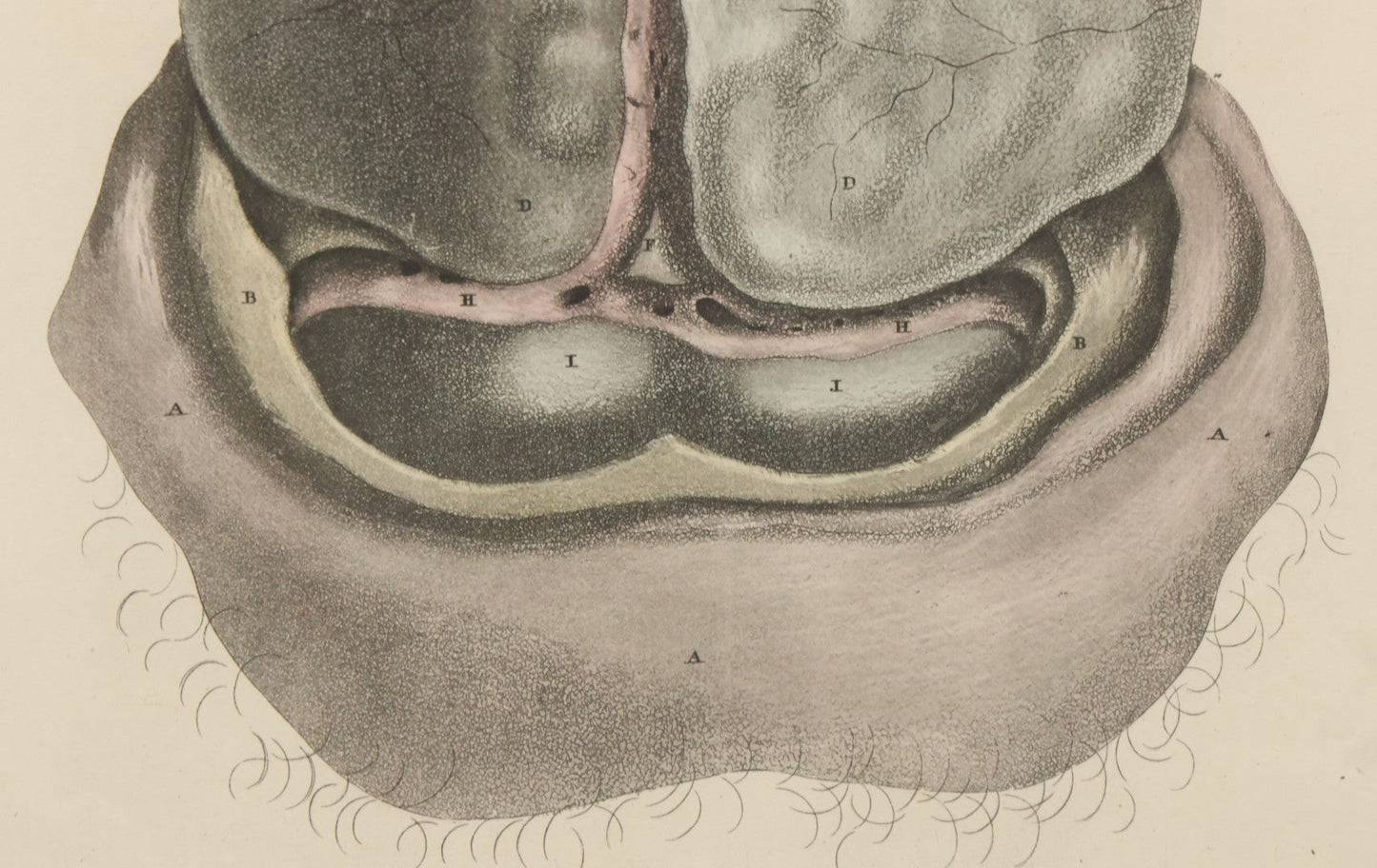 Lot 058 - Antique Late 18th Century Aquatint Anatomical Print, Plate 59, Dissected Head, By A. Fyfe, In Modern Frame, 14-1/4" x 15-1/4"