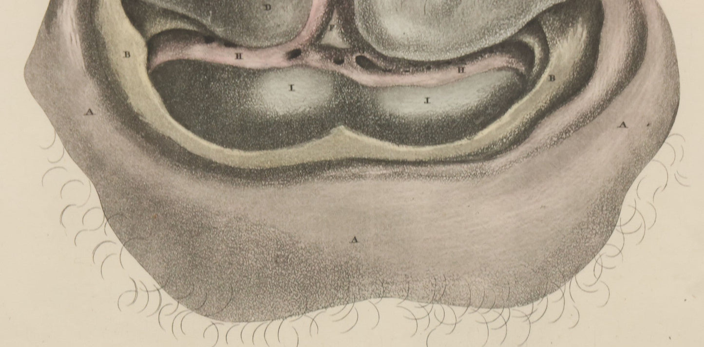 Lot 058 - Antique Late 18th Century Aquatint Anatomical Print, Plate 59, Dissected Head, By A. Fyfe, In Modern Frame, 14-1/4" x 15-1/4"