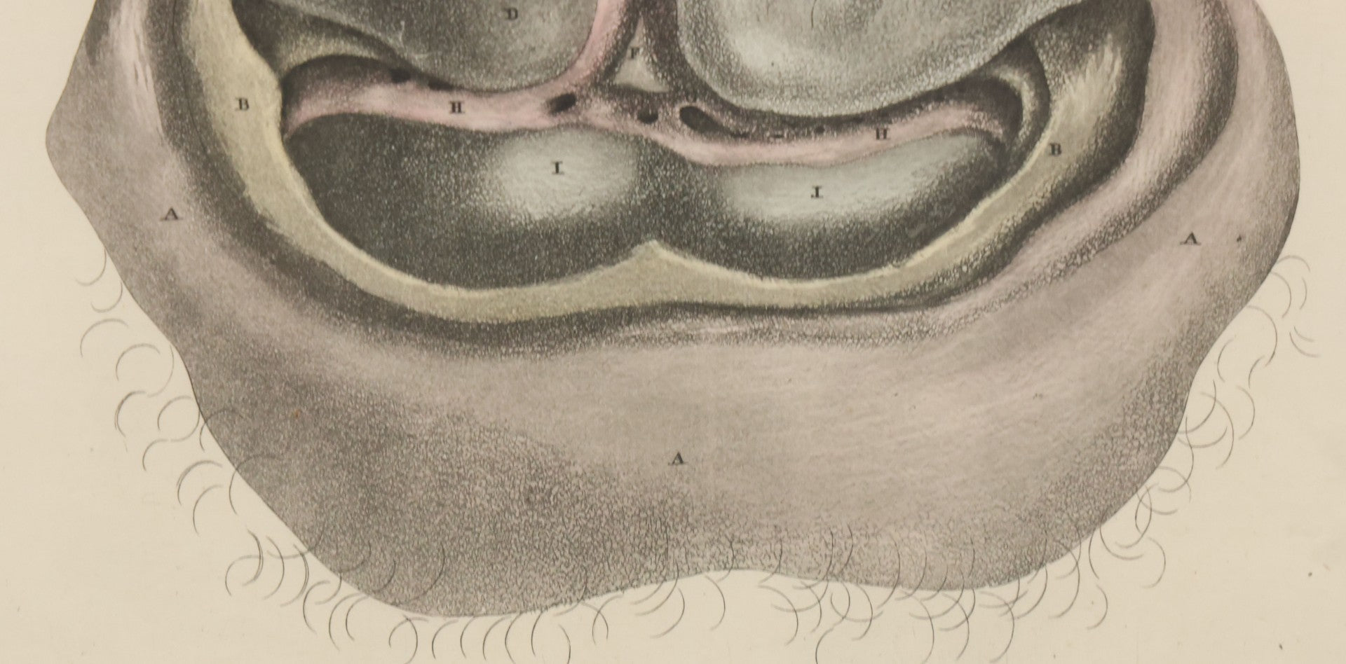 Lot 058 - Antique Late 18th Century Aquatint Anatomical Print, Plate 59, Dissected Head, By A. Fyfe, In Modern Frame, 14-1/4" x 15-1/4"