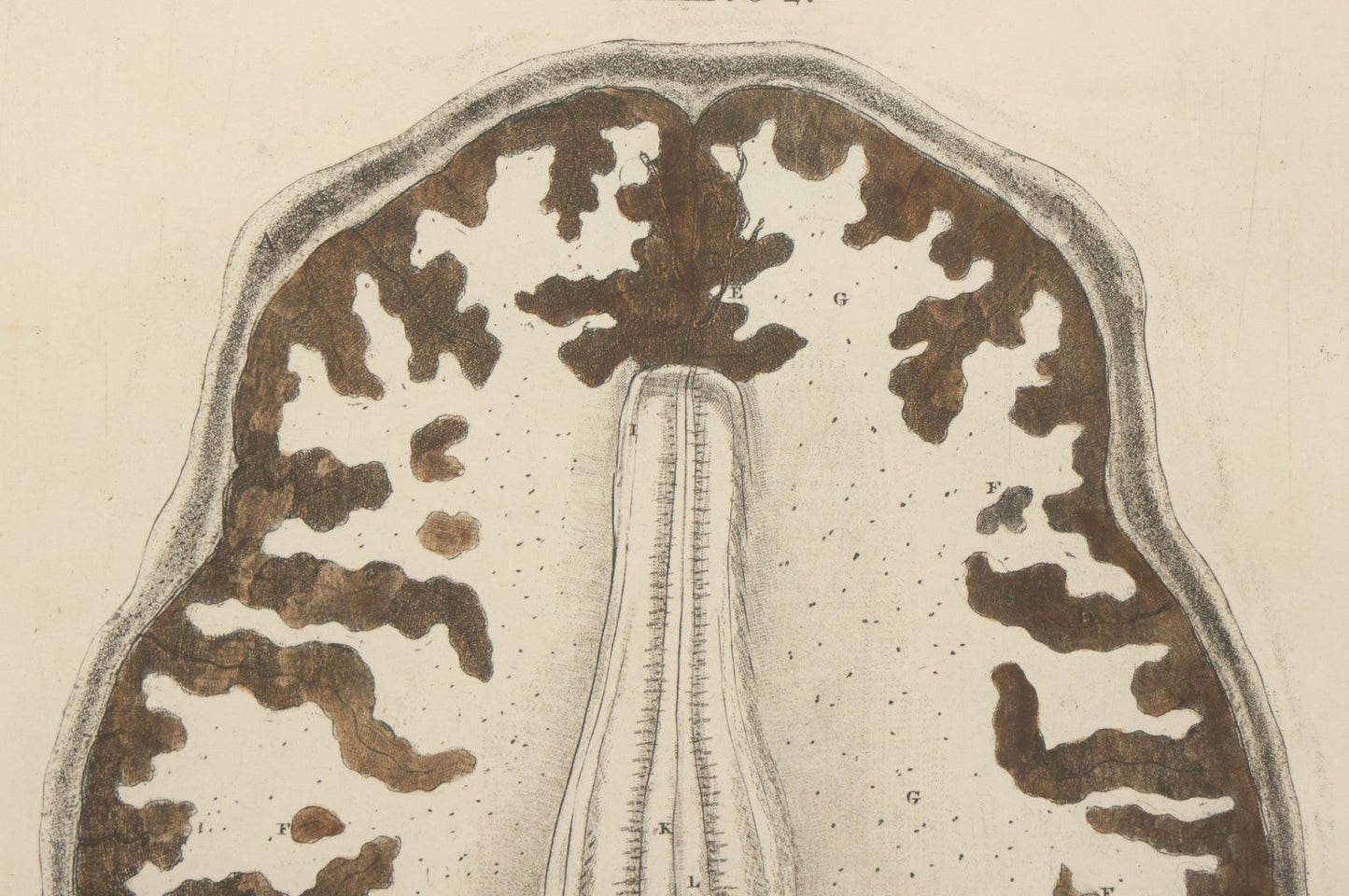 Lot 059 - Antique Late 18th Century Aquatint Anatomical Print, Plate 62, View Of The Brain, By A. Fyfe, In Modern Frame, 14-1/4" x 15-1/4"