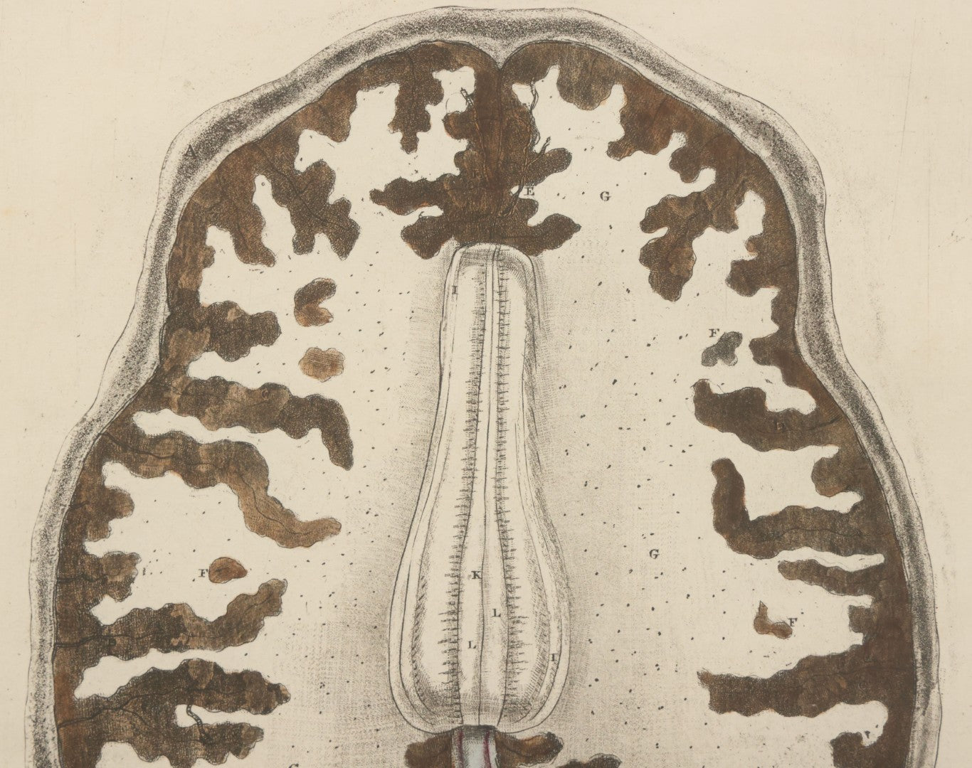 Lot 059 - Antique Late 18th Century Aquatint Anatomical Print, Plate 62, View Of The Brain, By A. Fyfe, In Modern Frame, 14-1/4" x 15-1/4"
