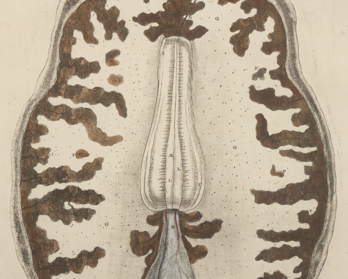 Lot 059 - Antique Late 18th Century Aquatint Anatomical Print, Plate 62, View Of The Brain, By A. Fyfe, In Modern Frame, 14-1/4" x 15-1/4"