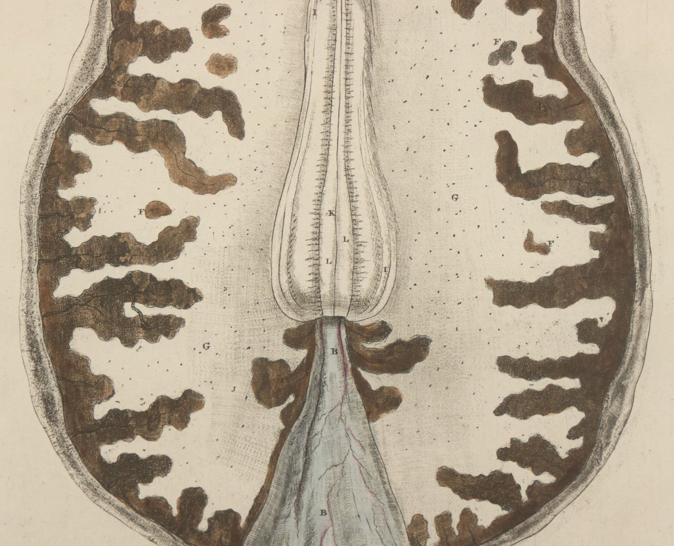 Lot 059 - Antique Late 18th Century Aquatint Anatomical Print, Plate 62, View Of The Brain, By A. Fyfe, In Modern Frame, 14-1/4" x 15-1/4"