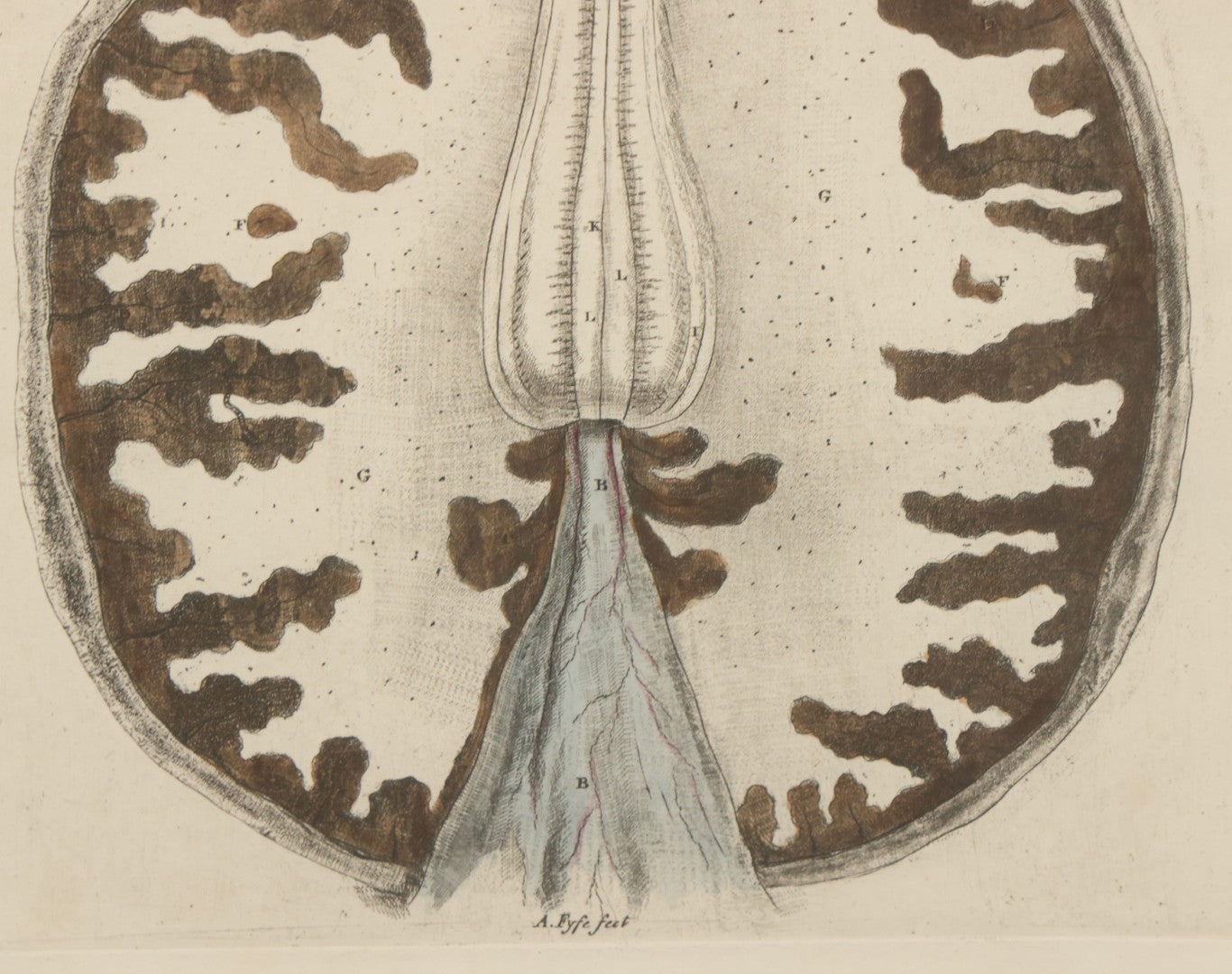 Lot 059 - Antique Late 18th Century Aquatint Anatomical Print, Plate 62, View Of The Brain, By A. Fyfe, In Modern Frame, 14-1/4" x 15-1/4"