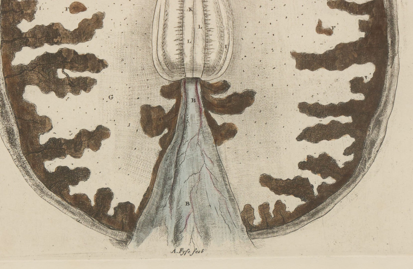 Lot 059 - Antique Late 18th Century Aquatint Anatomical Print, Plate 62, View Of The Brain, By A. Fyfe, In Modern Frame, 14-1/4" x 15-1/4"