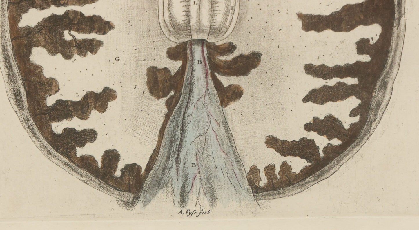 Lot 059 - Antique Late 18th Century Aquatint Anatomical Print, Plate 62, View Of The Brain, By A. Fyfe, In Modern Frame, 14-1/4" x 15-1/4"