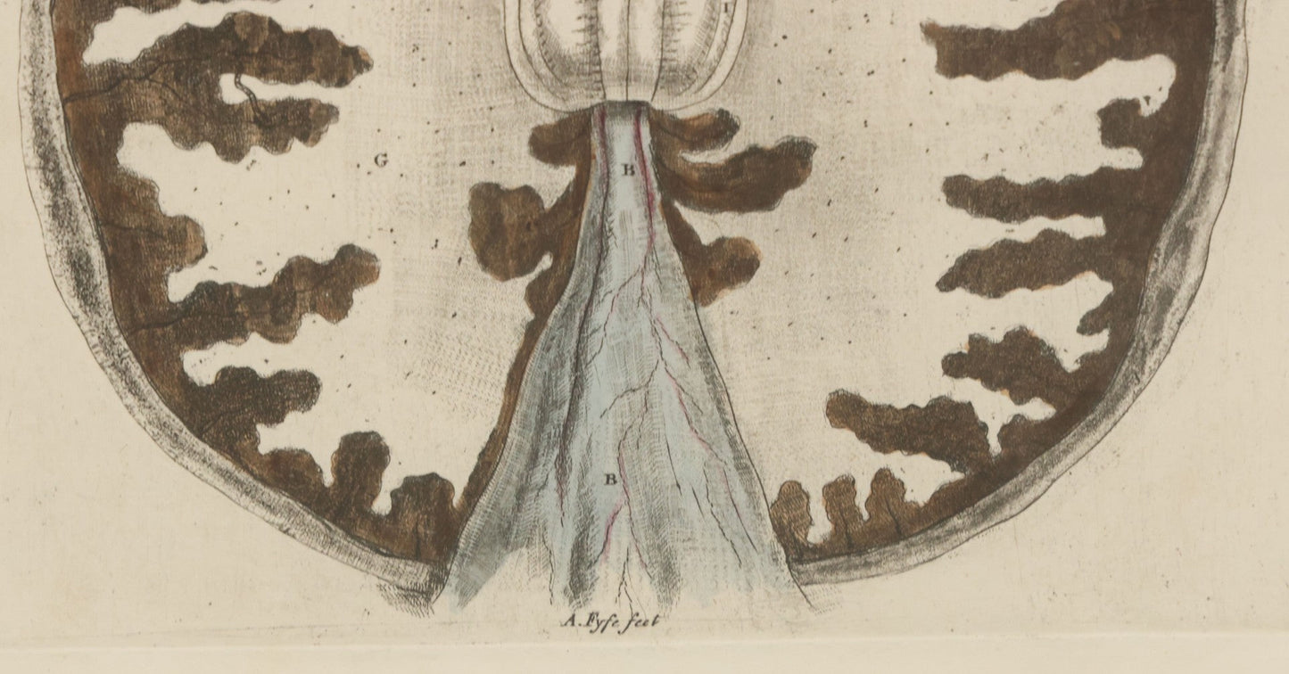 Lot 059 - Antique Late 18th Century Aquatint Anatomical Print, Plate 62, View Of The Brain, By A. Fyfe, In Modern Frame, 14-1/4" x 15-1/4"