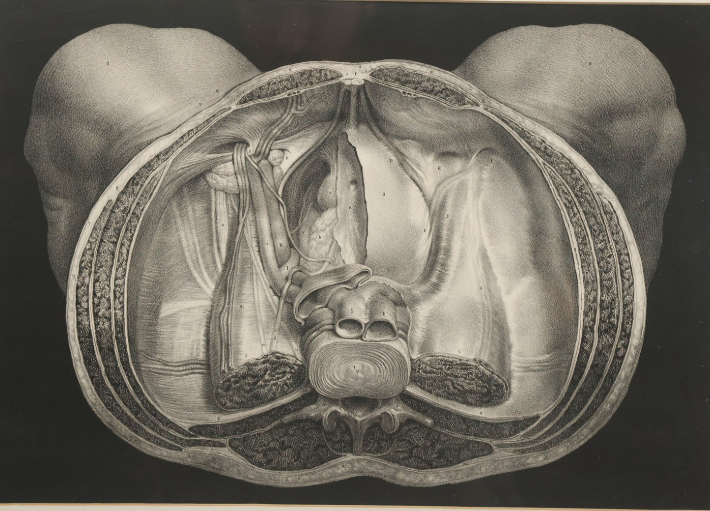 Lot 061 - Antique Black And White Anatomical Print After N. H. Jacob Showing A Dissection Of The Human Pelvis, In Modern Frame, 19" x 14-7/8"