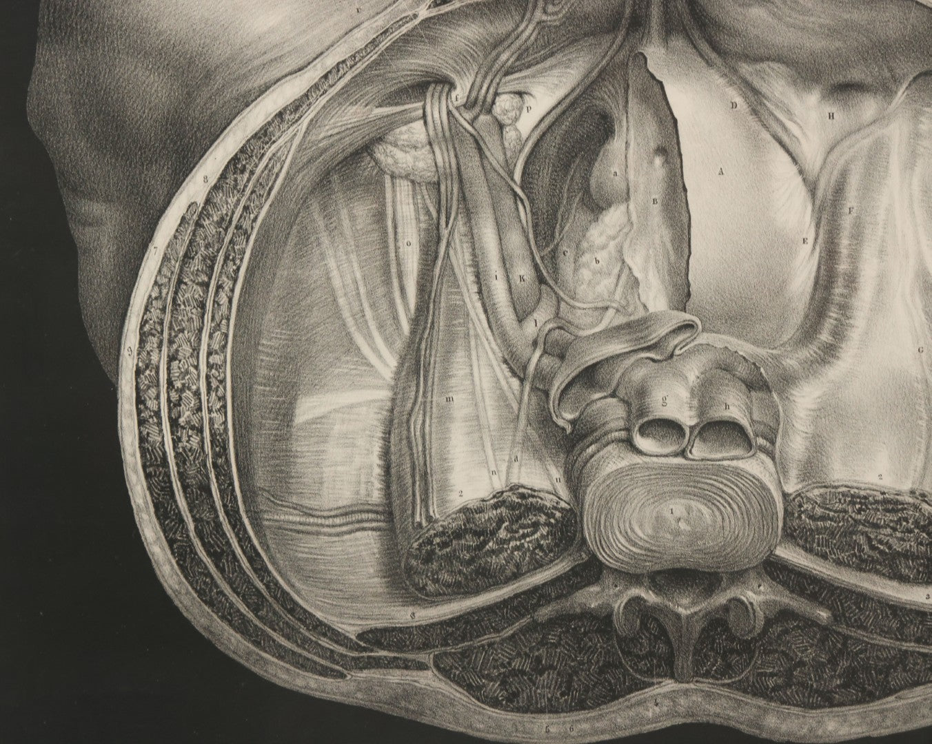 Lot 061 - Antique Black And White Anatomical Print After N. H. Jacob Showing A Dissection Of The Human Pelvis, In Modern Frame, 19" x 14-7/8"