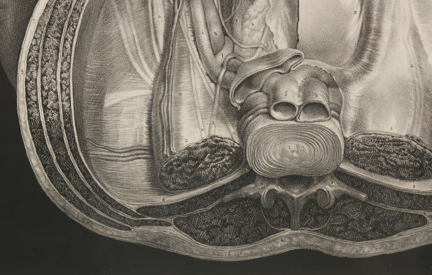 Lot 061 - Antique Black And White Anatomical Print After N. H. Jacob Showing A Dissection Of The Human Pelvis, In Modern Frame, 19" x 14-7/8"