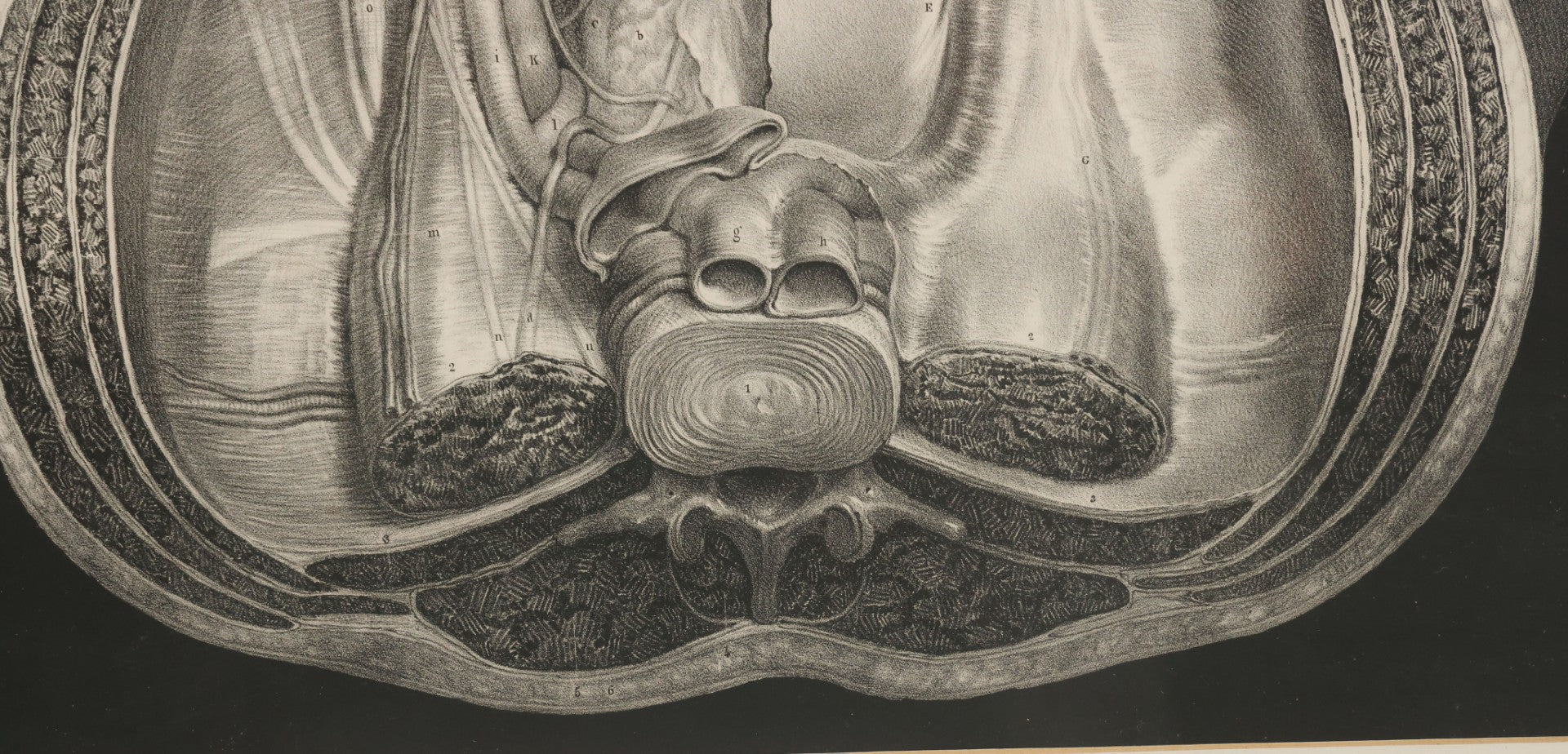 Lot 061 - Antique Black And White Anatomical Print After N. H. Jacob Showing A Dissection Of The Human Pelvis, In Modern Frame, 19" x 14-7/8"