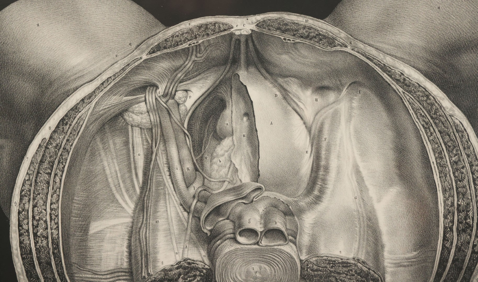 Lot 061 - Antique Black And White Anatomical Print After N. H. Jacob Showing A Dissection Of The Human Pelvis, In Modern Frame, 19" x 14-7/8"