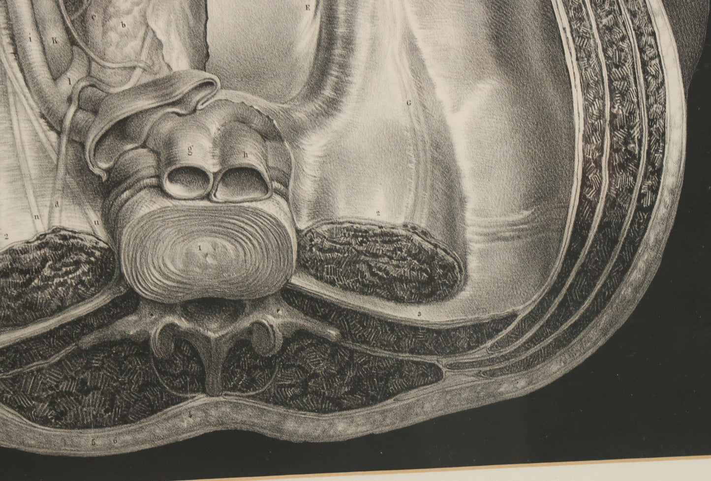 Lot 061 - Antique Black And White Anatomical Print After N. H. Jacob Showing A Dissection Of The Human Pelvis, In Modern Frame, 19" x 14-7/8"