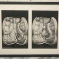 Lot 062 - Antique Black And White Two Part Anatomical Print After N. H. Jacob Showing A Dissection Of The Human Abdomen, In Modern Frame, 19" x 14-7/8"