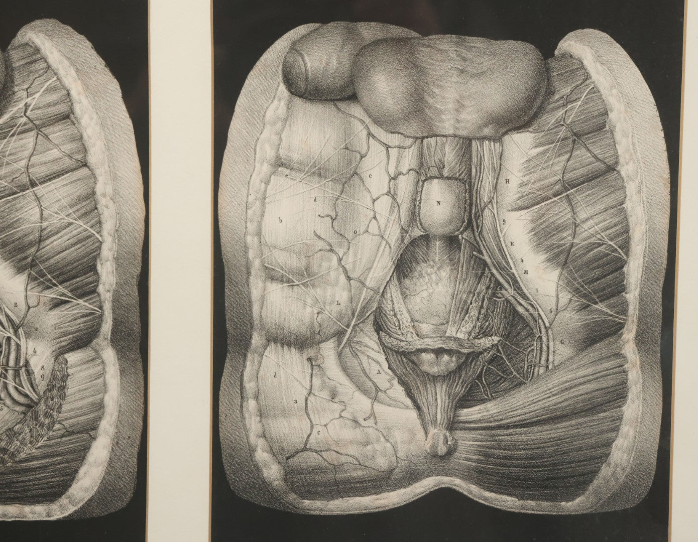 Lot 062 - Antique Black And White Two Part Anatomical Print After N. H. Jacob Showing A Dissection Of The Human Abdomen, In Modern Frame, 19" x 14-7/8"