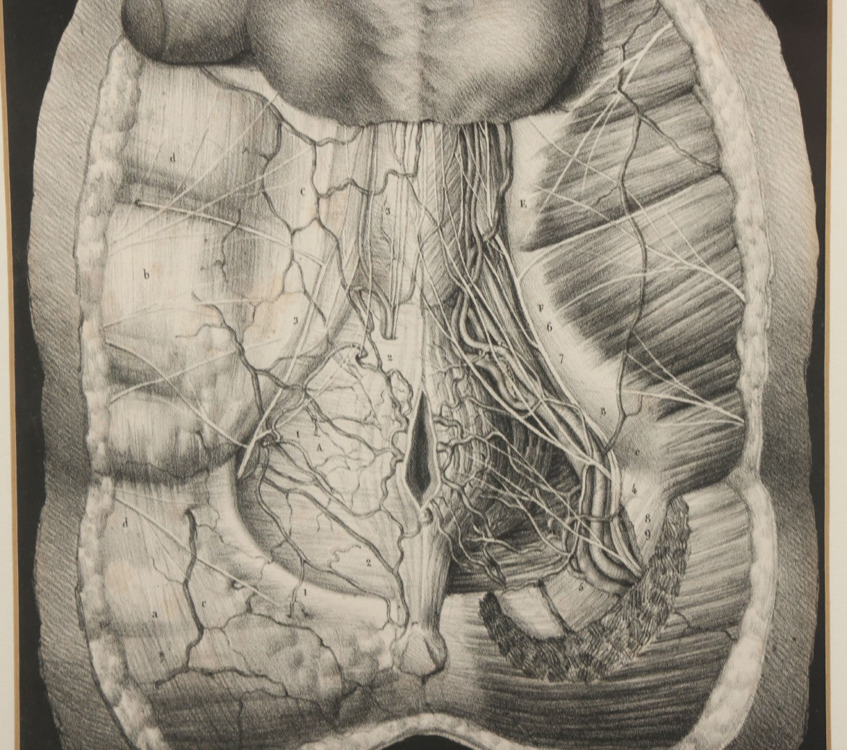 Lot 062 - Antique Black And White Two Part Anatomical Print After N. H. Jacob Showing A Dissection Of The Human Abdomen, In Modern Frame, 19" x 14-7/8"