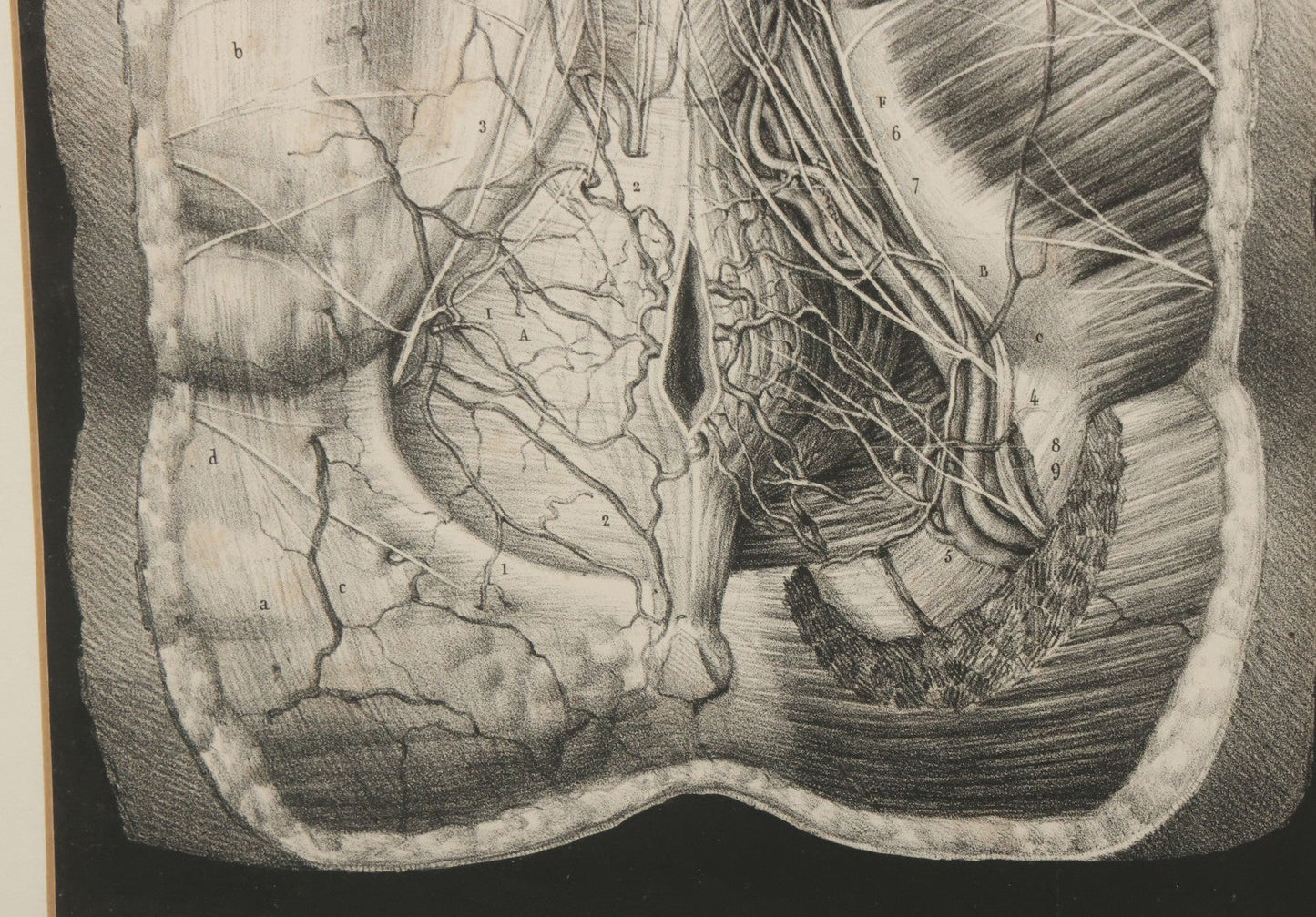 Lot 062 - Antique Black And White Two Part Anatomical Print After N. H. Jacob Showing A Dissection Of The Human Abdomen, In Modern Frame, 19" x 14-7/8"