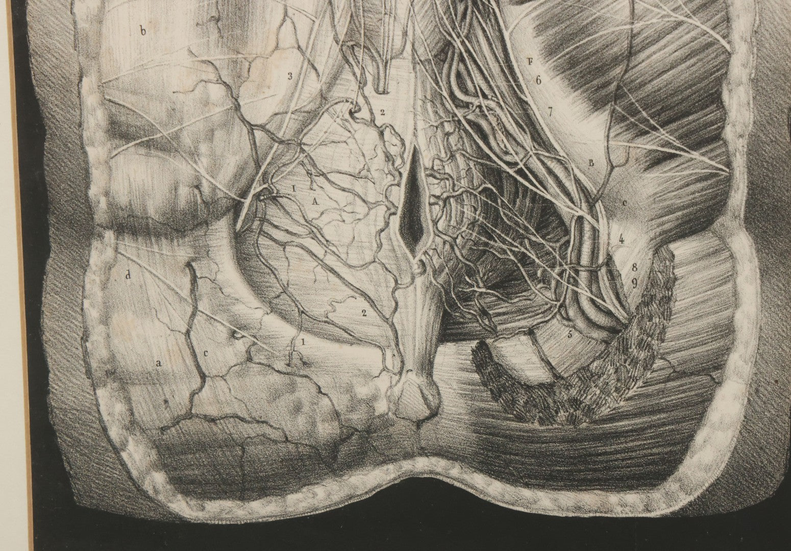Lot 062 - Antique Black And White Two Part Anatomical Print After N. H. Jacob Showing A Dissection Of The Human Abdomen, In Modern Frame, 19" x 14-7/8"