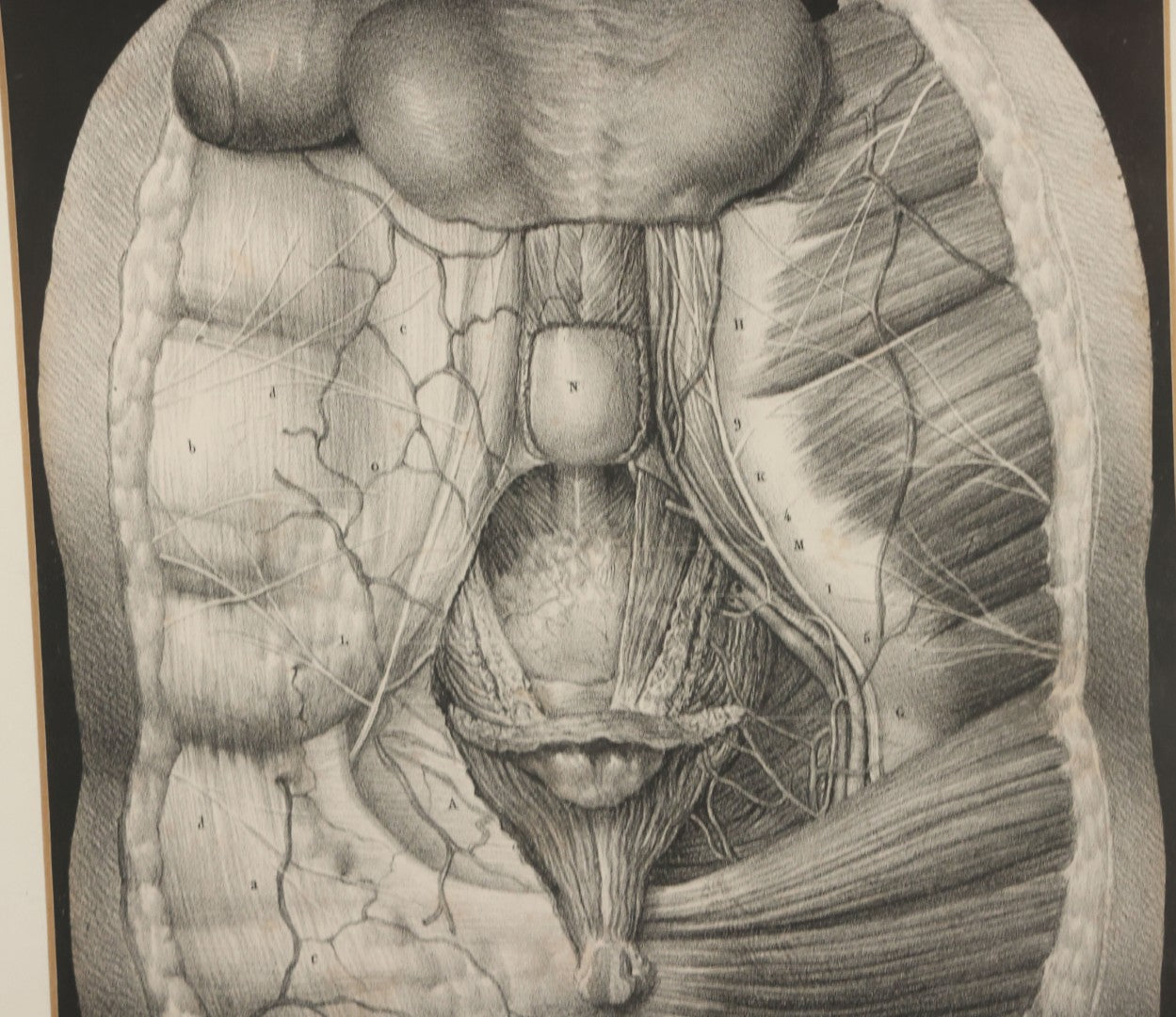 Lot 062 - Antique Black And White Two Part Anatomical Print After N. H. Jacob Showing A Dissection Of The Human Abdomen, In Modern Frame, 19" x 14-7/8"