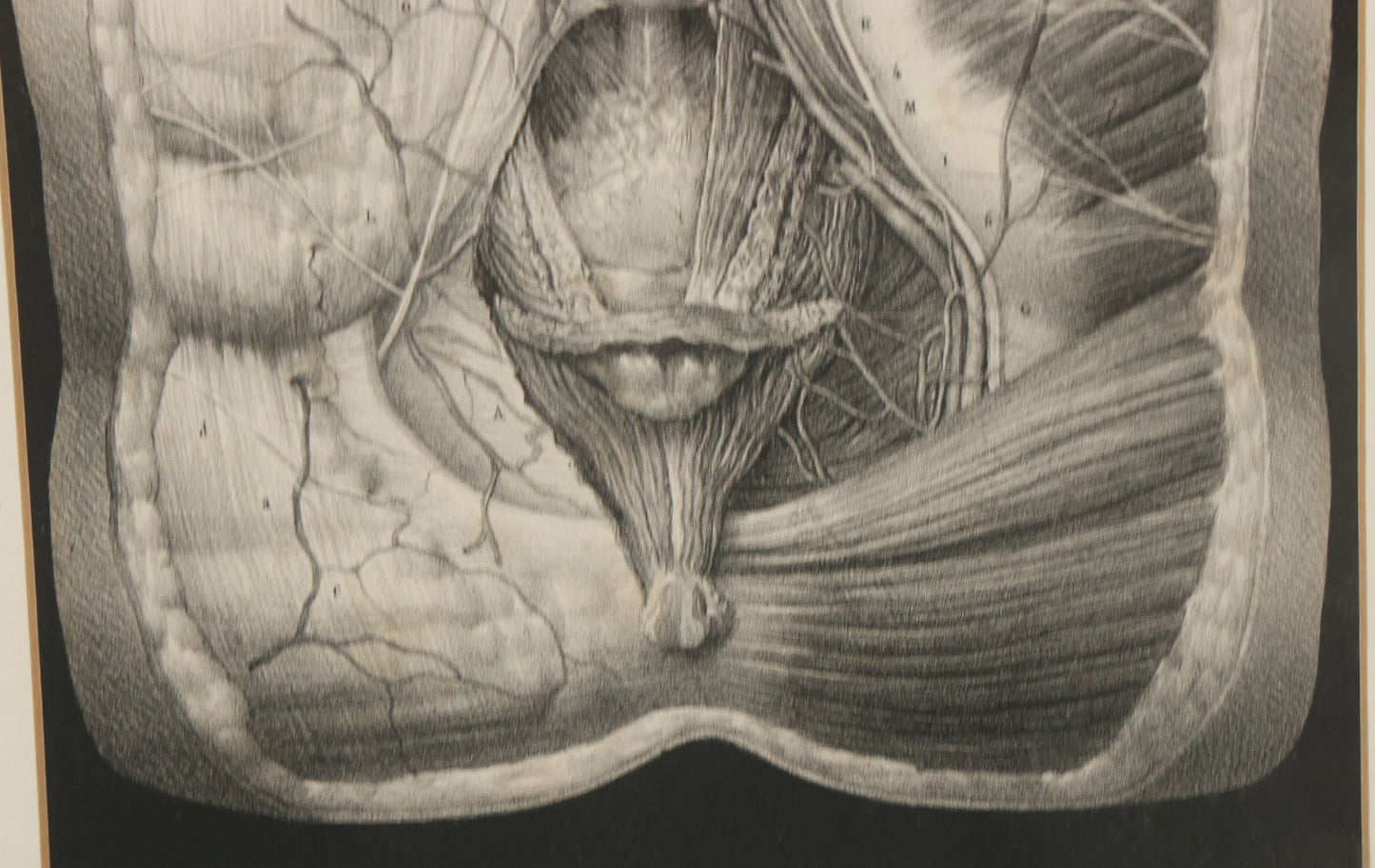 Lot 062 - Antique Black And White Two Part Anatomical Print After N. H. Jacob Showing A Dissection Of The Human Abdomen, In Modern Frame, 19" x 14-7/8"