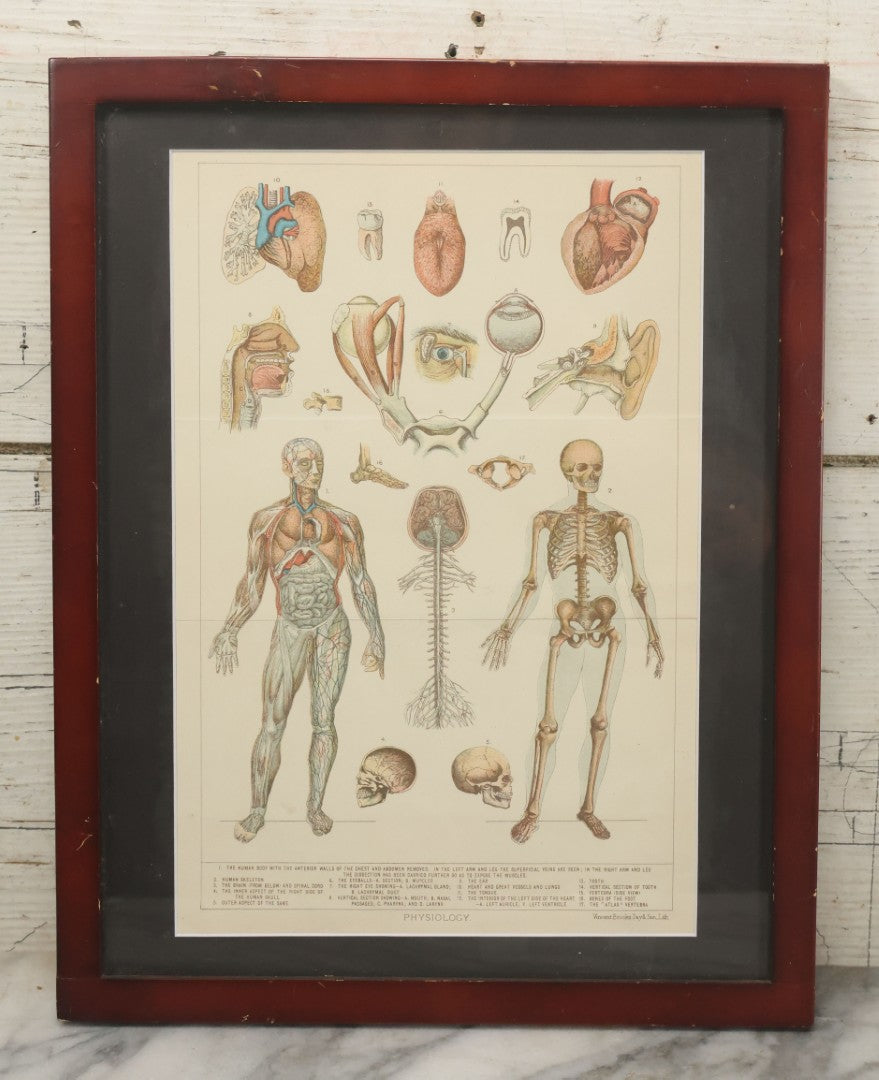 Lot 063 - Antique Human Physiology Anatomical Book Plate Print, Vincent Brooks, Day & Son, Lithographers, In Modern Frame, 11-3/4" x 14-3/4"