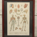 Lot 063 - Antique Human Physiology Anatomical Book Plate Print, Vincent Brooks, Day & Son, Lithographers, In Modern Frame, 11-3/4" x 14-3/4"