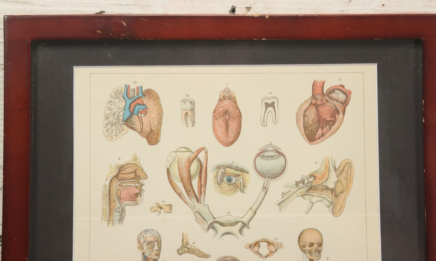 Lot 063 - Antique Human Physiology Anatomical Book Plate Print, Vincent Brooks, Day & Son, Lithographers, In Modern Frame, 11-3/4" x 14-3/4"
