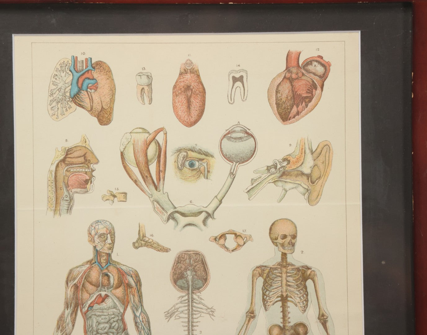 Lot 063 - Antique Human Physiology Anatomical Book Plate Print, Vincent Brooks, Day & Son, Lithographers, In Modern Frame, 11-3/4" x 14-3/4"