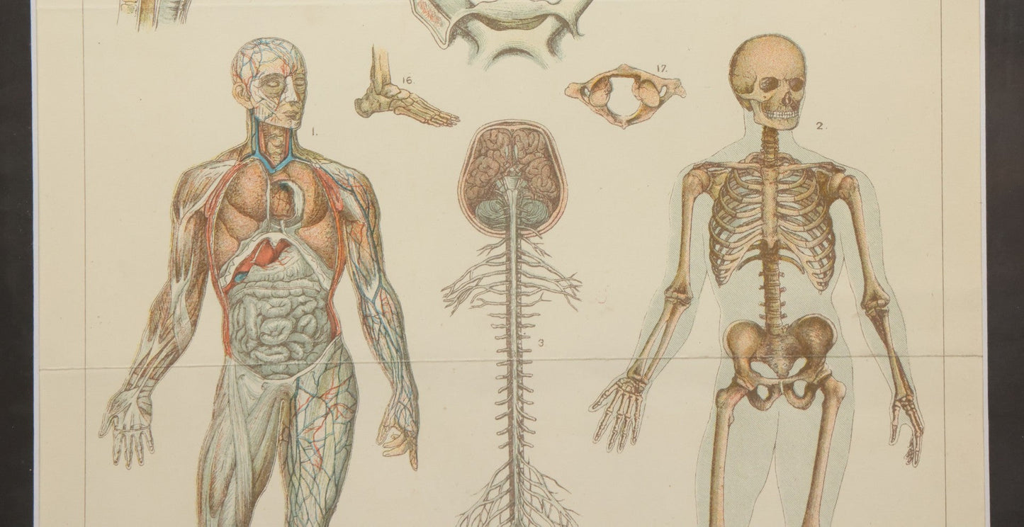 Lot 063 - Antique Human Physiology Anatomical Book Plate Print, Vincent Brooks, Day & Son, Lithographers, In Modern Frame, 11-3/4" x 14-3/4"