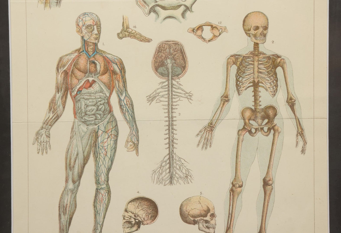 Lot 063 - Antique Human Physiology Anatomical Book Plate Print, Vincent Brooks, Day & Son, Lithographers, In Modern Frame, 11-3/4" x 14-3/4"