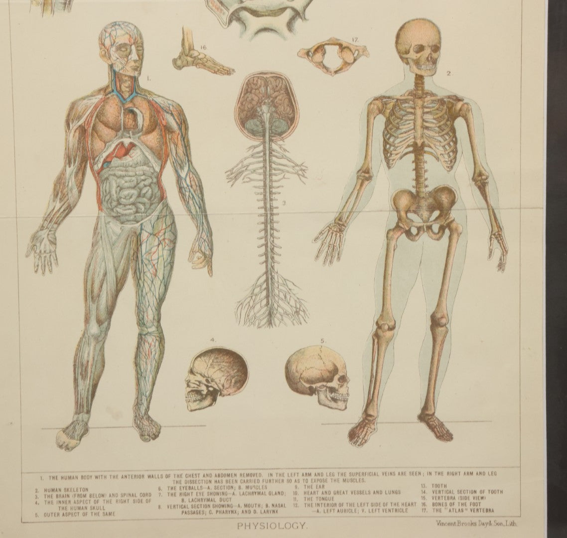 Lot 063 - Antique Human Physiology Anatomical Book Plate Print, Vincent Brooks, Day & Son, Lithographers, In Modern Frame, 11-3/4" x 14-3/4"