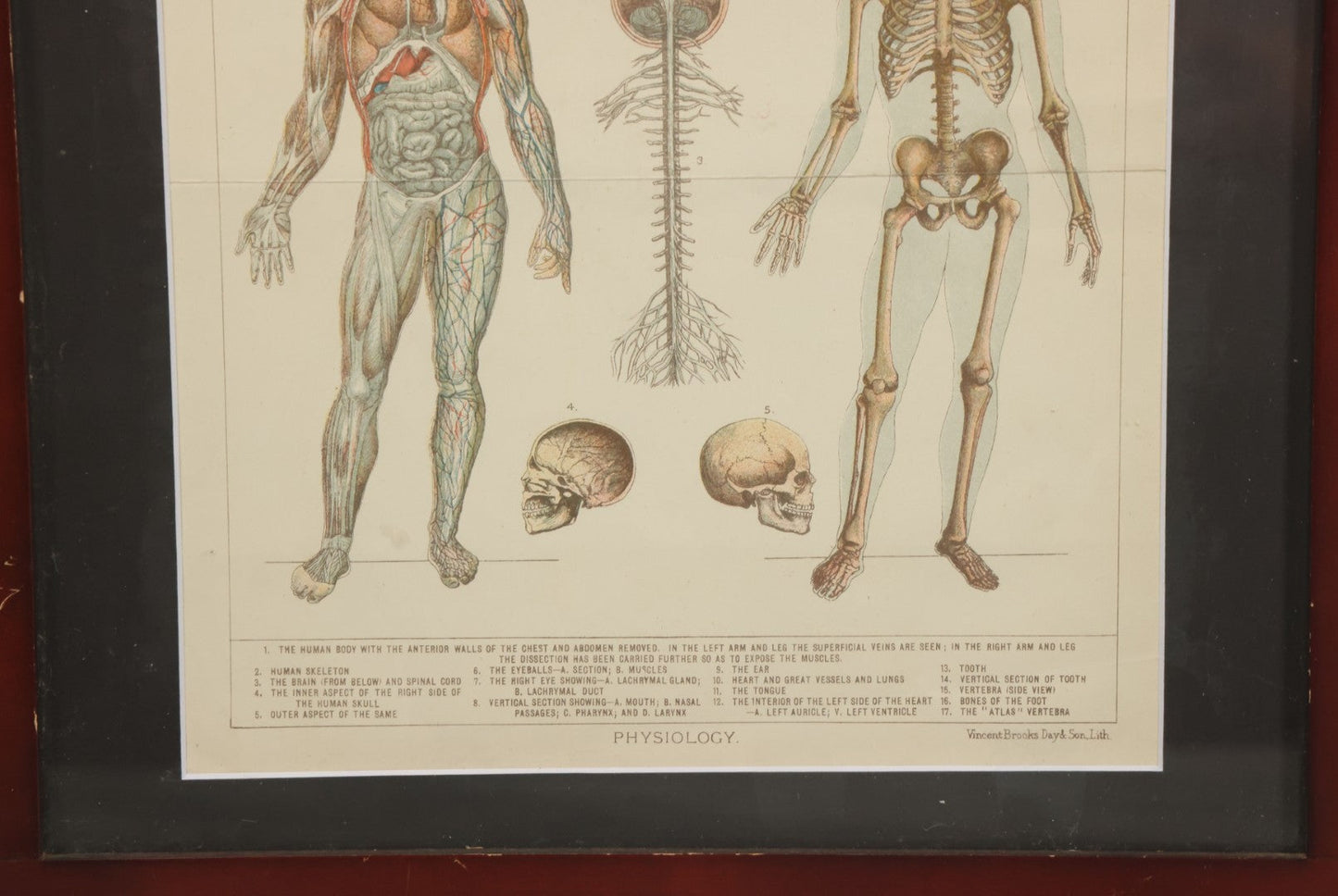 Lot 063 - Antique Human Physiology Anatomical Book Plate Print, Vincent Brooks, Day & Son, Lithographers, In Modern Frame, 11-3/4" x 14-3/4"