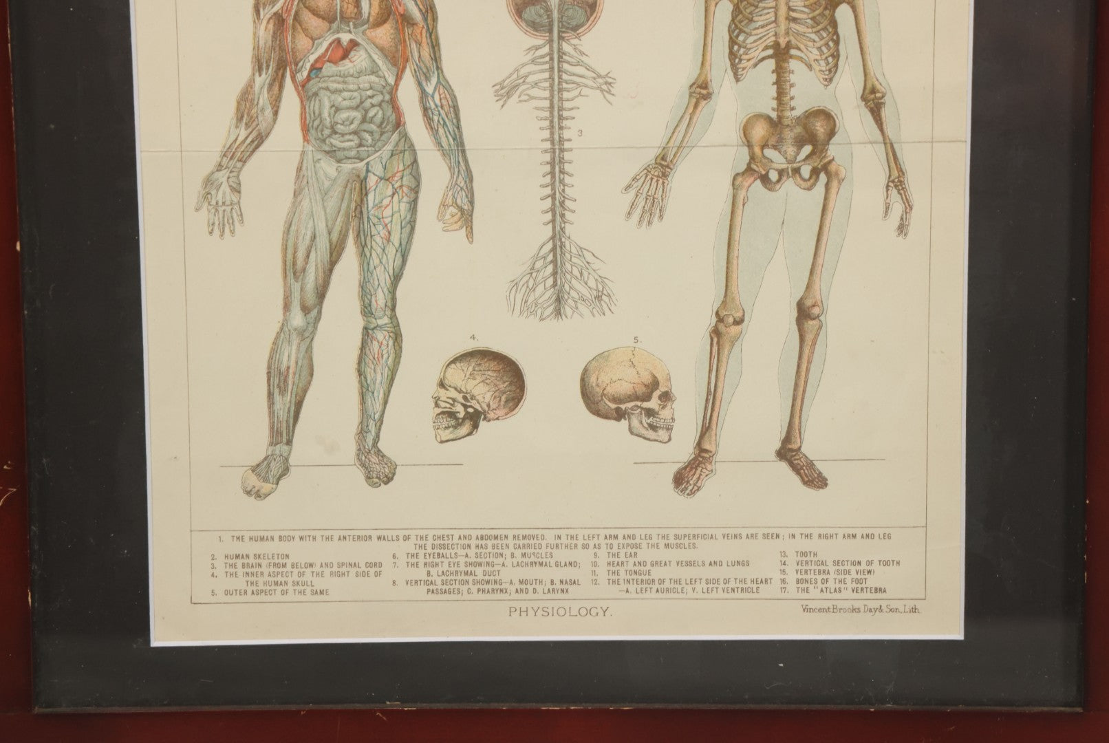 Lot 063 - Antique Human Physiology Anatomical Book Plate Print, Vincent Brooks, Day & Son, Lithographers, In Modern Frame, 11-3/4" x 14-3/4"
