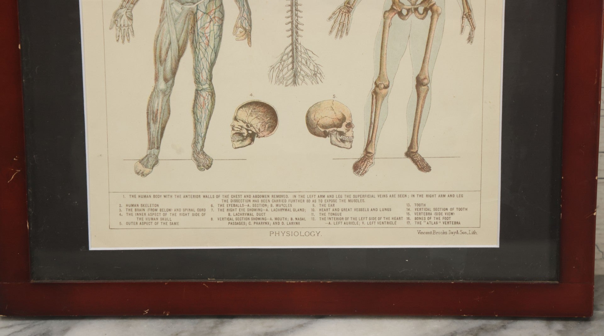 Lot 063 - Antique Human Physiology Anatomical Book Plate Print, Vincent Brooks, Day & Son, Lithographers, In Modern Frame, 11-3/4" x 14-3/4"