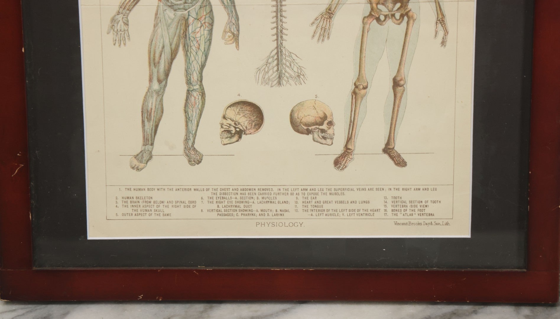 Lot 063 - Antique Human Physiology Anatomical Book Plate Print, Vincent Brooks, Day & Son, Lithographers, In Modern Frame, 11-3/4" x 14-3/4"