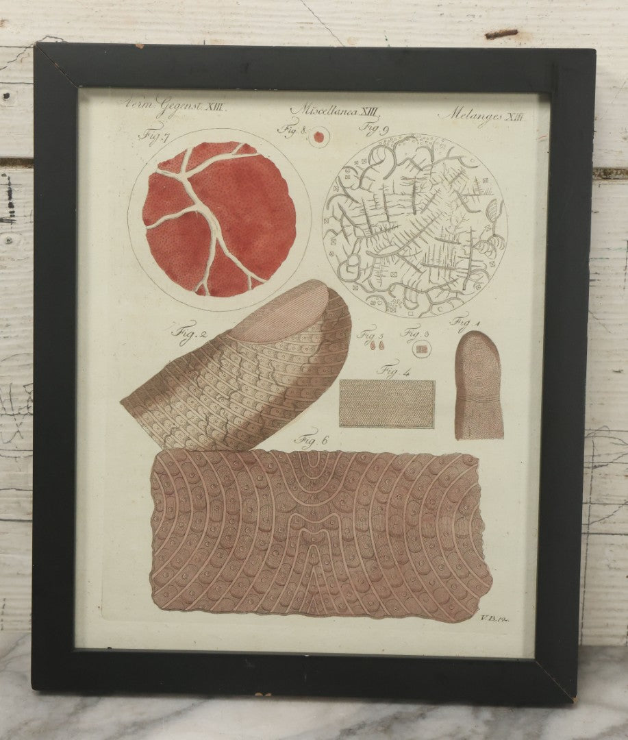 Lot 064 - Antique Late 18th Century Anatomical Book Plate Engraving Print Of The Human Finger, In Modern Frame, 9" x 10-5/8"