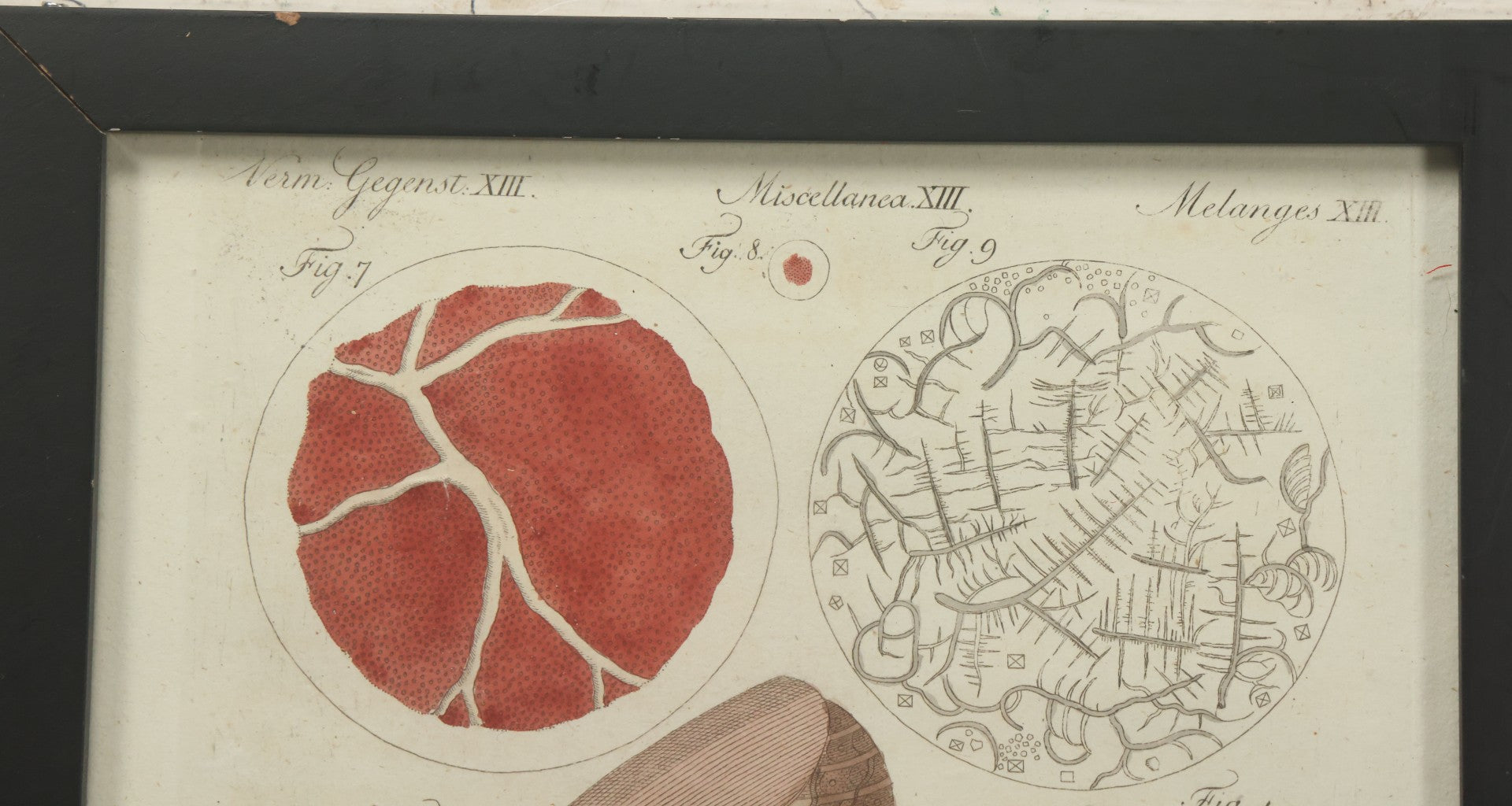 Lot 064 - Antique Late 18th Century Anatomical Book Plate Engraving Print Of The Human Finger, In Modern Frame, 9" x 10-5/8"