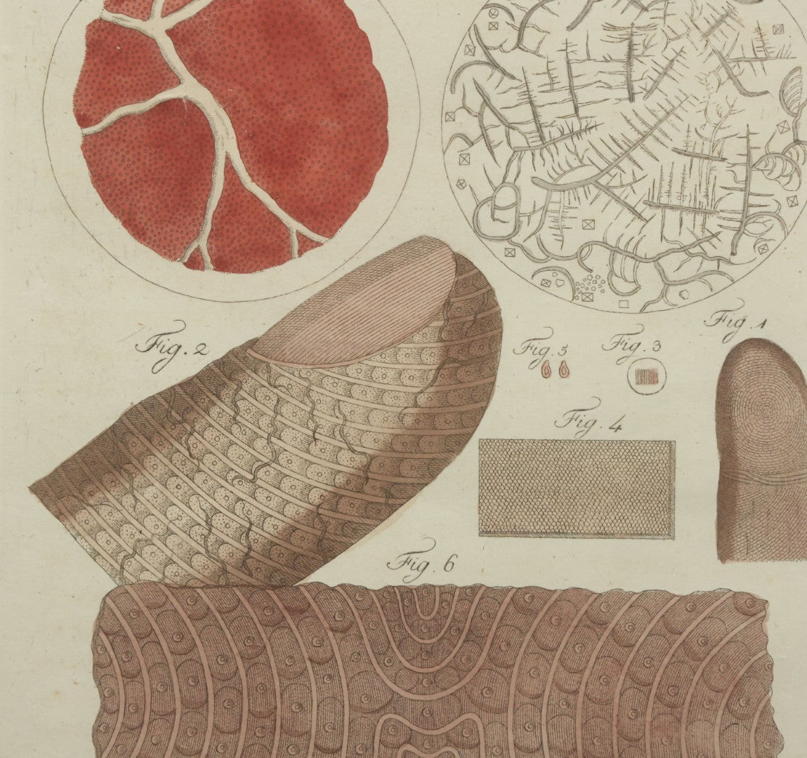 Lot 064 - Antique Late 18th Century Anatomical Book Plate Engraving Print Of The Human Finger, In Modern Frame, 9" x 10-5/8"