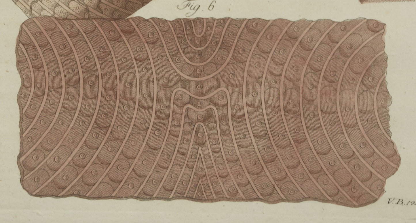 Lot 064 - Antique Late 18th Century Anatomical Book Plate Engraving Print Of The Human Finger, In Modern Frame, 9" x 10-5/8"