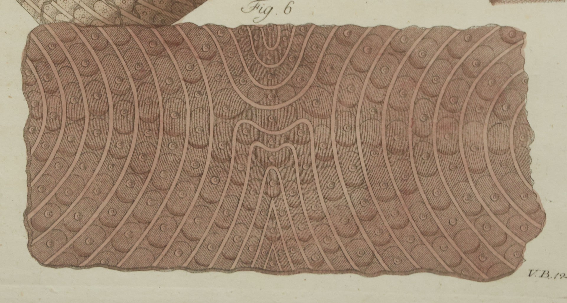 Lot 064 - Antique Late 18th Century Anatomical Book Plate Engraving Print Of The Human Finger, In Modern Frame, 9" x 10-5/8"