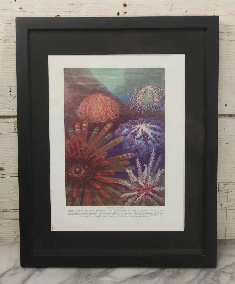 Lot 103 - Antique Book Plate Natural History Print, "Some Sea Urchins" By Theo. Carreras, In Modern Frame, 11-7/8" x 15"